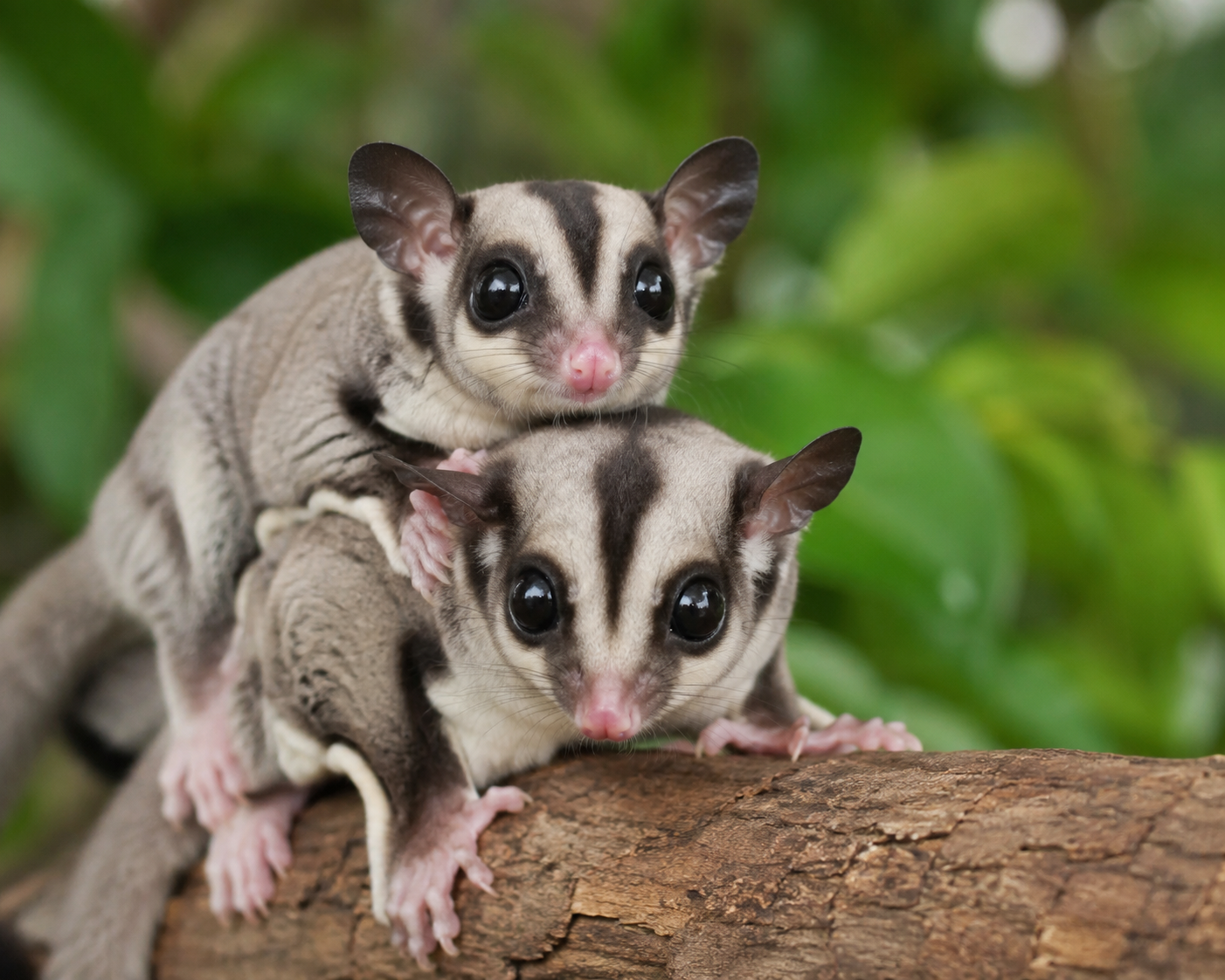 Sugar Glider